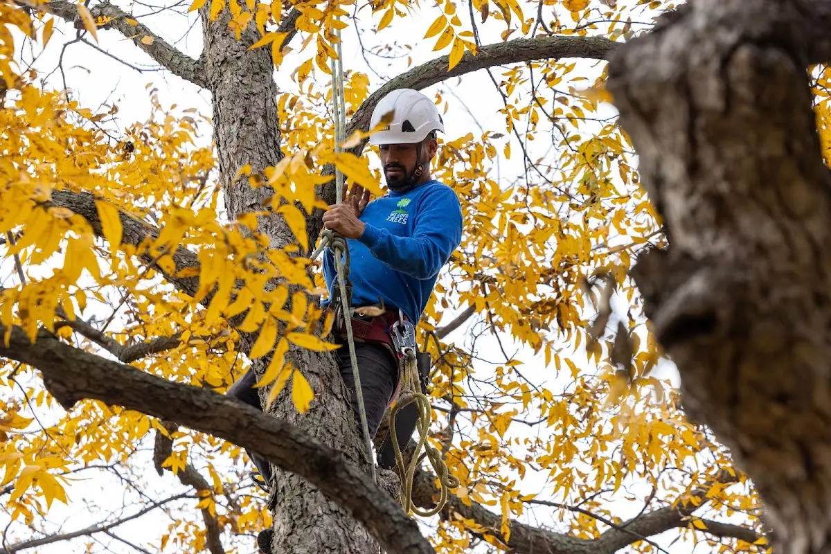 Skilled Storm Damage Cleanup crew working in Centerview